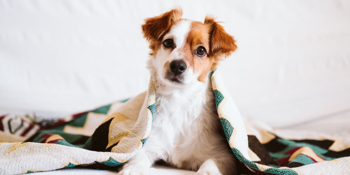 Are pets allowed when renting a flat in france?