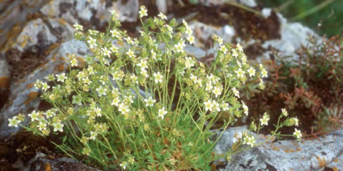 feature-image