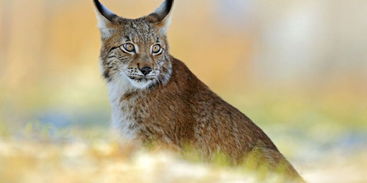 Video: driver films three lynx by side of french road