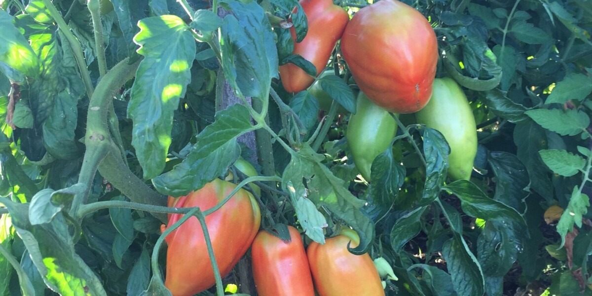 In praise of the wonderful variety of tomatoes found at french markets