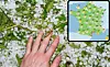 Close up of a hand touching hail and destroyed plants with, inset, weather map of France