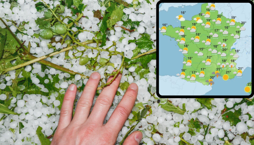 Close up of a hand touching hail and destroyed plants with, inset, weather map of France