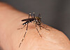 Latest on tiger mosquitoes in France: where, what risk and what to do - Vimarsana News