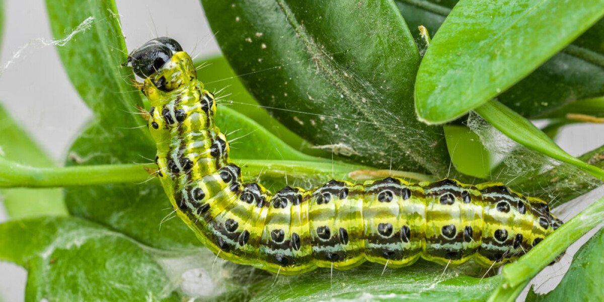 Box tree caterpillar cases rise in france: how to protect your hedges