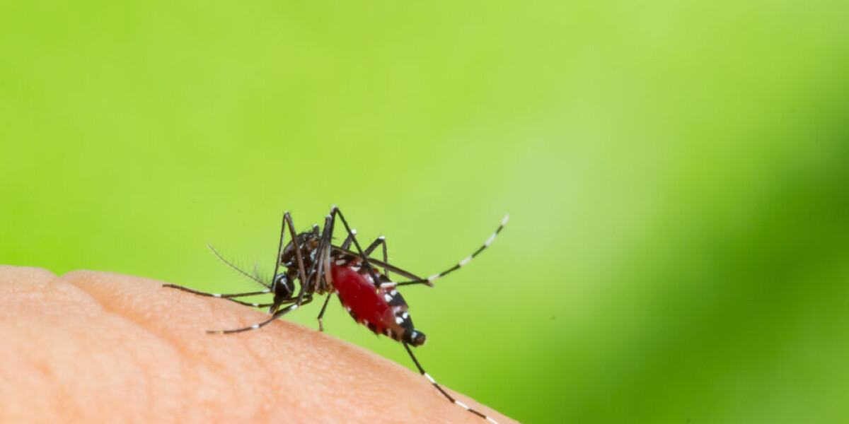 Record number of dengue fever cases reported in france