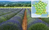 Field of Lavender in France in June with inset weather map