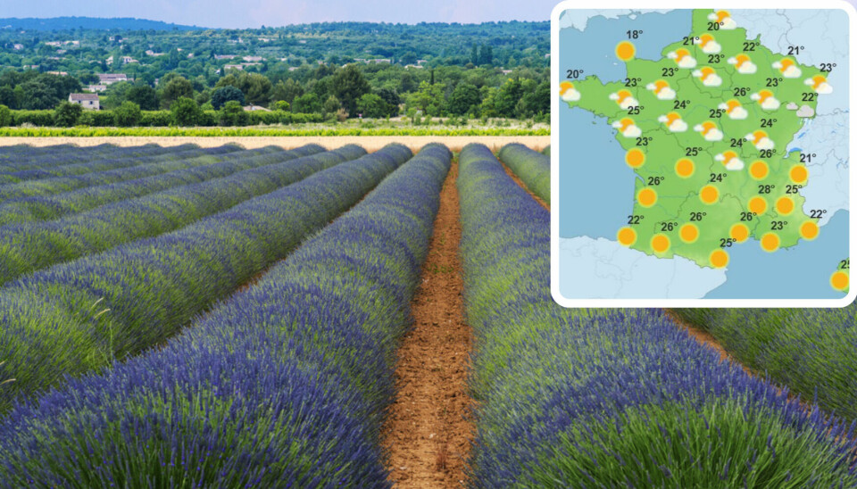 Field of Lavender in France in June with inset weather map