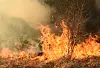 A view of a forest fire blazing in vegetation