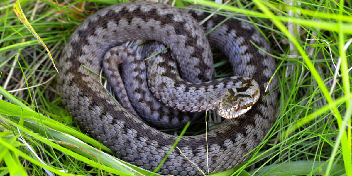What dangerous snakes exist in france and what to do if you spot one?