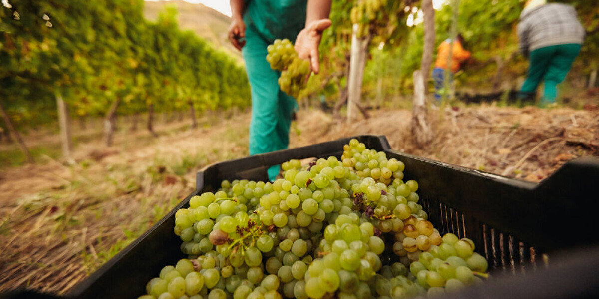Calls to change champagne grape picker conditions after deaths in 2023