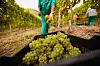 A seasonal worker picking grapes in a French vineyard