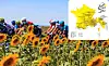 Cyclists in the Tour de France race in 2022 with inset map of the route