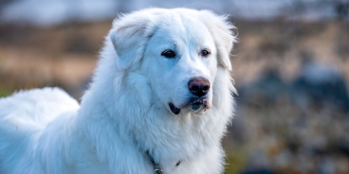 Two hikers bitten by sheep protection dogs in mountains near grenoble