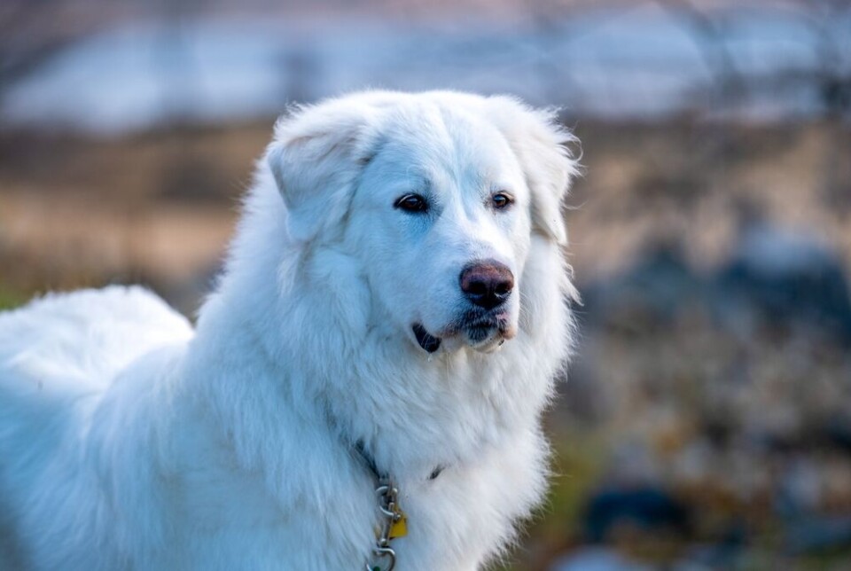 Pathos Dog Patou guard dogs attack tourist and puppy in Alps car park