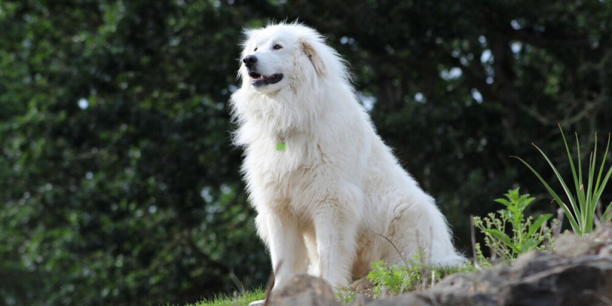 Helicopter rescues hiker in alps after ‘patou’ dogs attack
