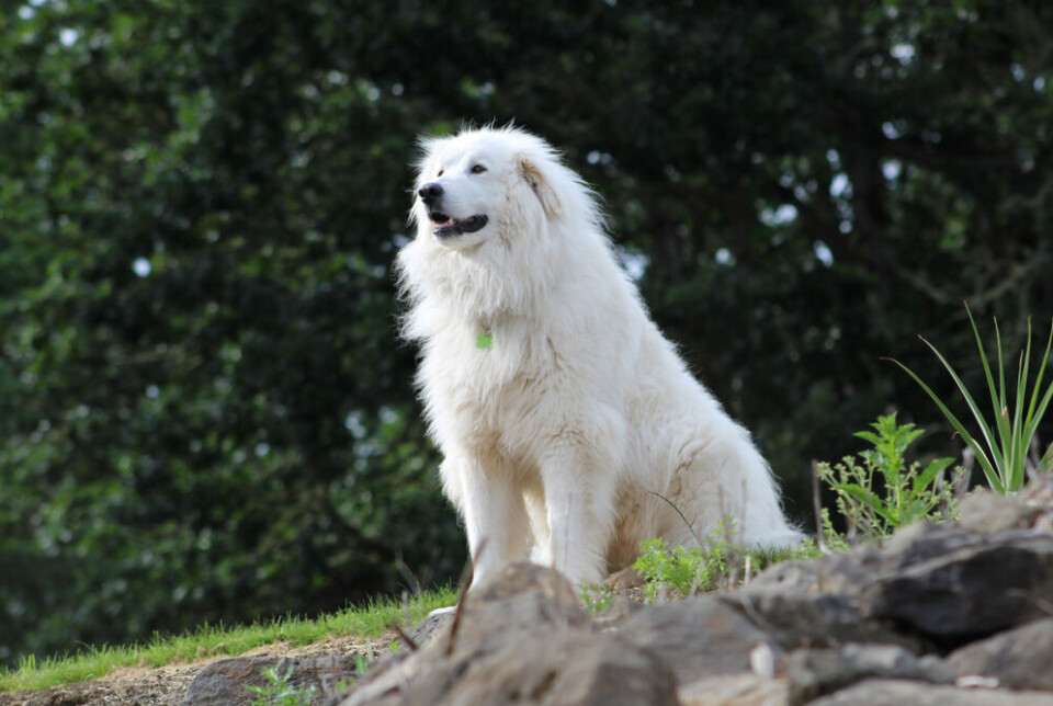 Hiker in the Alps rescued after Patou dog attack: Safety tips for tourists