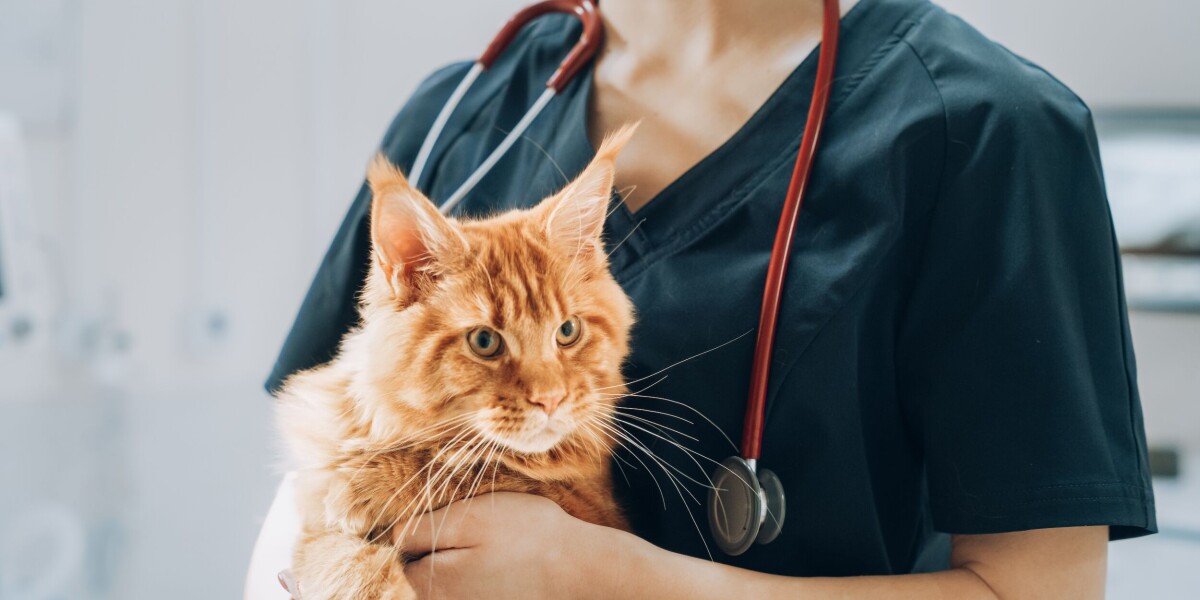 'get your cat treated for fleas before it goes wandering in france'