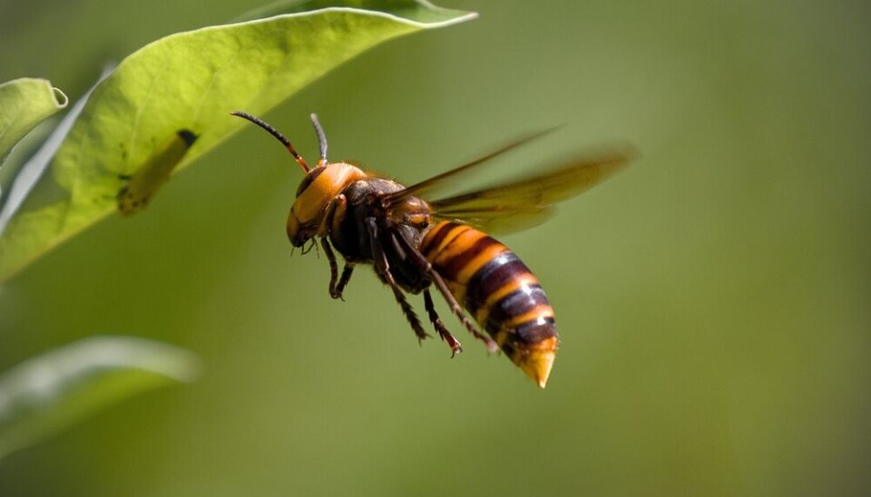 Bilkis Akther/Shutterstock The Asian hornet
