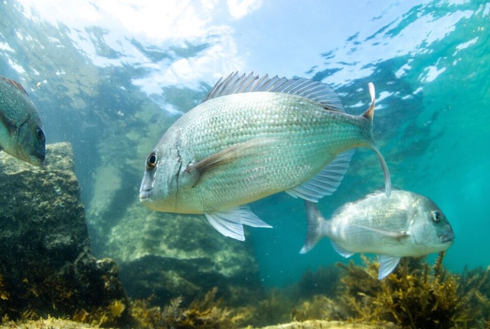 C Leviers/Shutterstock Un poisson vivaneau