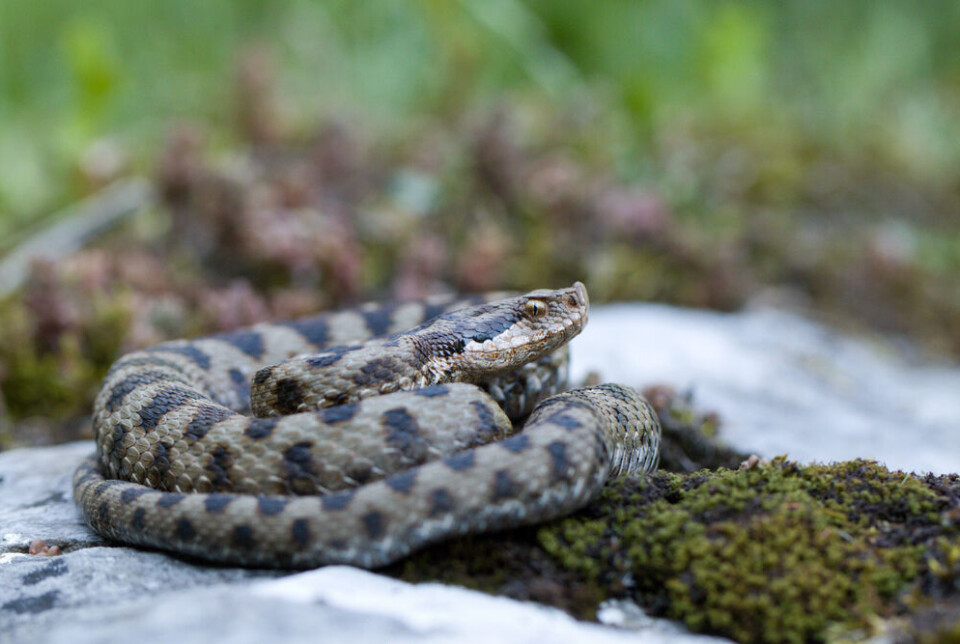 Dan_Koleska/Shutterstock Une vipère aspic