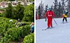 Split image of grape pickers and a ski instructor in France