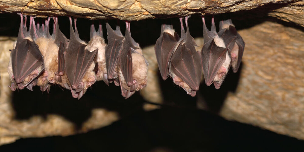 Bat in france found to have rabies: advice to protect yourself
