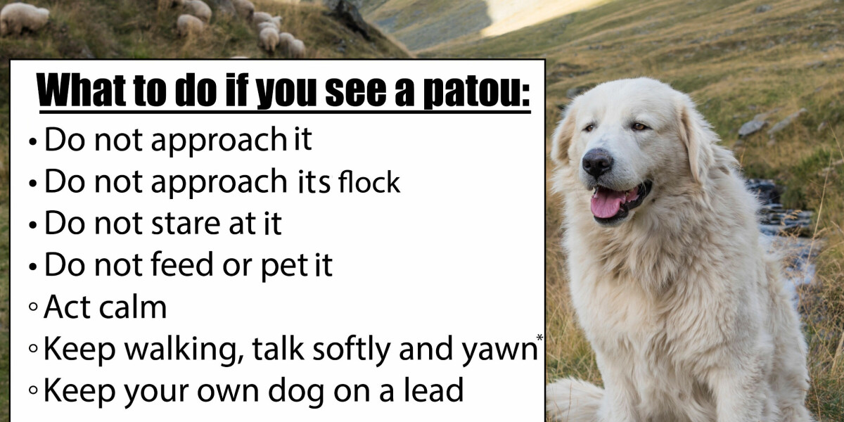 How to act if you see a patou dog while hiking in france