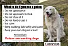 patou protection dog with its flock in France with inset guide on how to act around them