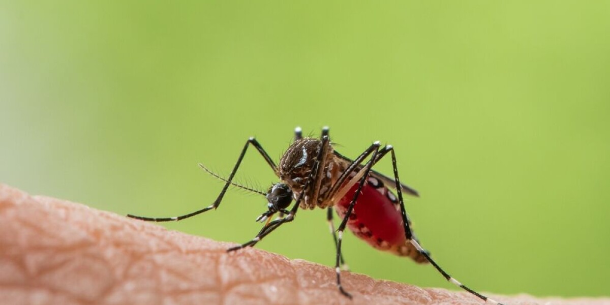 Tiger mosquitoes continue to spread at abnormally high levels in france