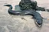 A conger eel washed up on a beach