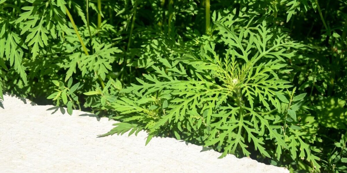 Allergy warning: several areas of france on red alert for ragweed pollen