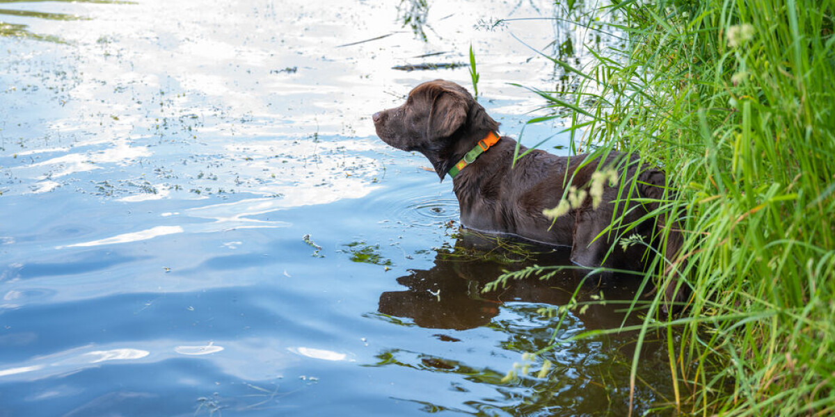 Dogs banned from french city water spaces after pet dies