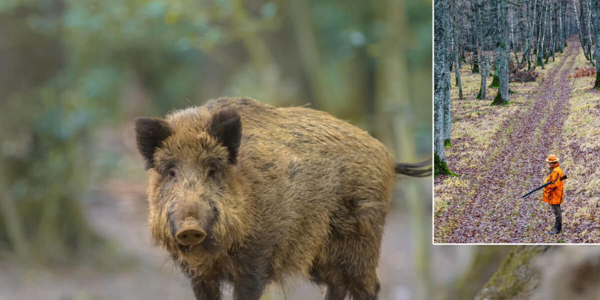 Hunting season set to open in france: key information and calendar