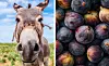 A close up of a donkey's face and a view of some figs