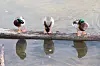 A view of three mallard ducks lined up on a log