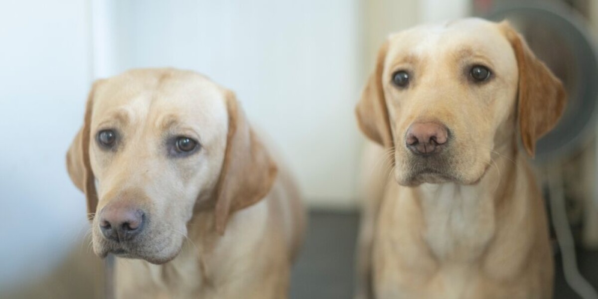 Lost Lab Dogs Miraculous reunion: French owner finds lost Labradors after a decade