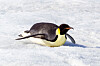 C'est pas le pingouin qui glisse le plus loin sur la banquise: Fun