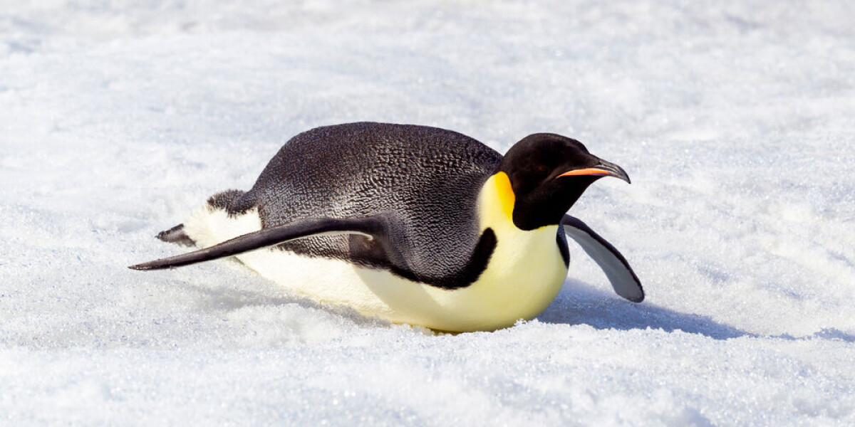 C'est pas le pingouin qui glisse le plus loin sur la banquise: Fun