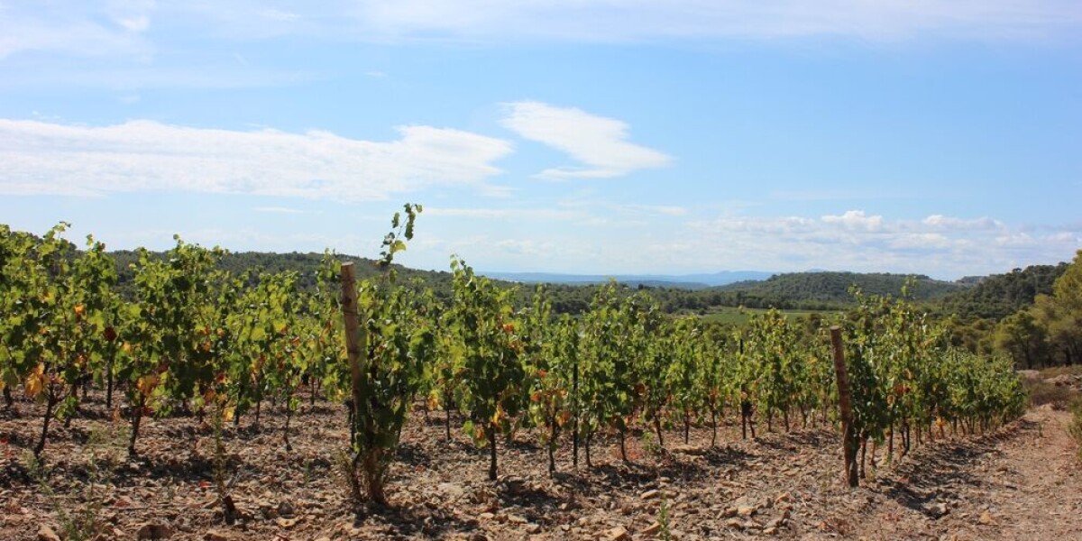Letters: why is french wine getting stronger every year?