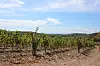 view over the southern French vineyards in the Massif de la Clape nature park