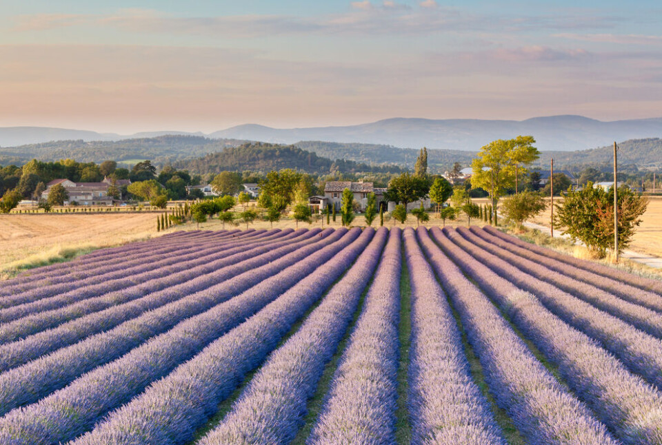 Gordon Bell / Shutterstock