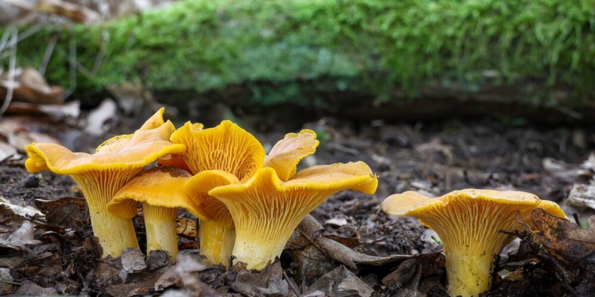 Alert over wild mushrooms in france: 400 cases of intoxication since july