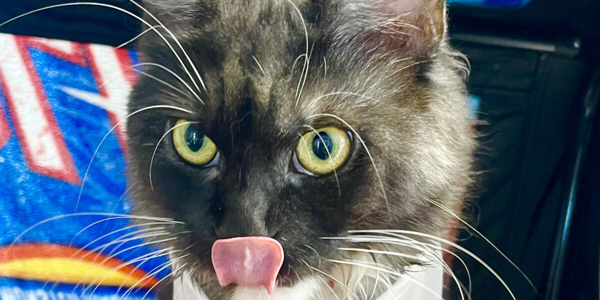 How your pet can be a blood donor in france