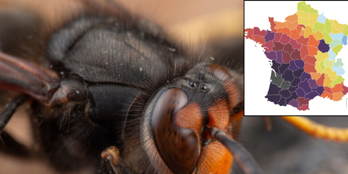 Map: the spread of asian hornets in france