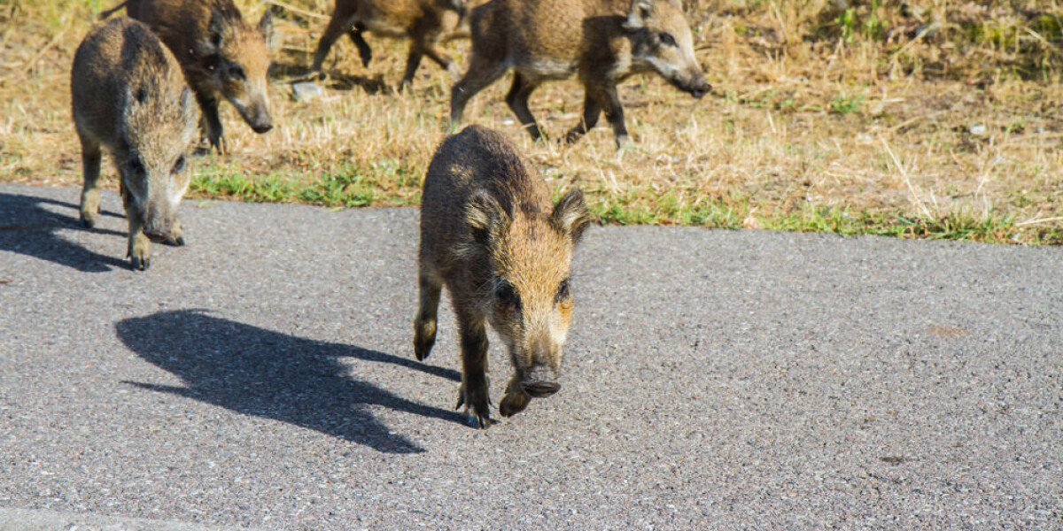 Car hits 12 boars on motorway in normandy: three people injured