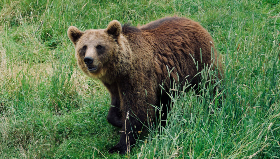 Alex Alferez/Shutterstock Brown bear, walking, Pyrenees,