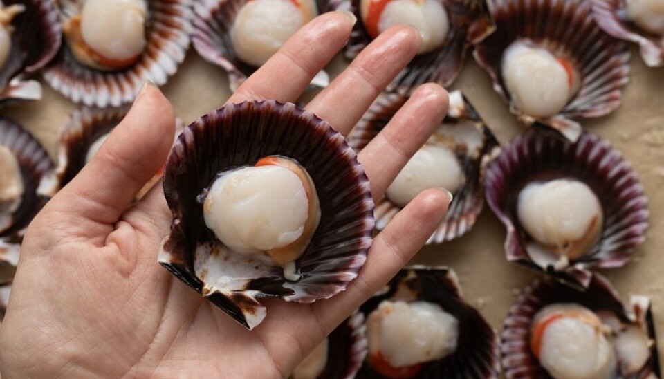 Irina So/Shutterstock Delicious,Scallops,In,The,Shell,Of,The,Hand
