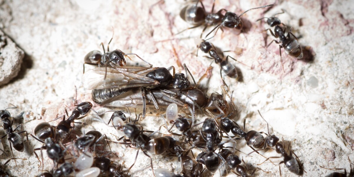 Early detection crucial, says expert, as invasive ants plague french homes