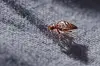 Bedbug