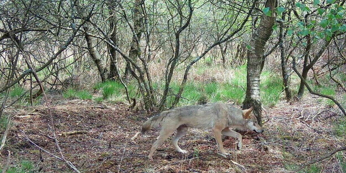 Horse id cards adapted to track wolves in western france